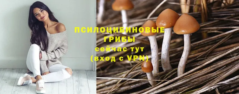 Галлюциногенные грибы Psilocybe  где купить наркоту  Белоярский 